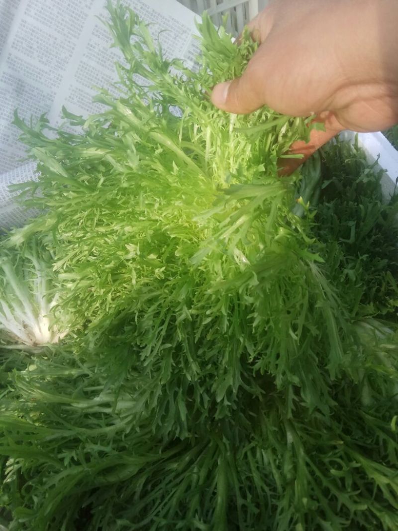 苦菊12~15cm大量上市中需要联系