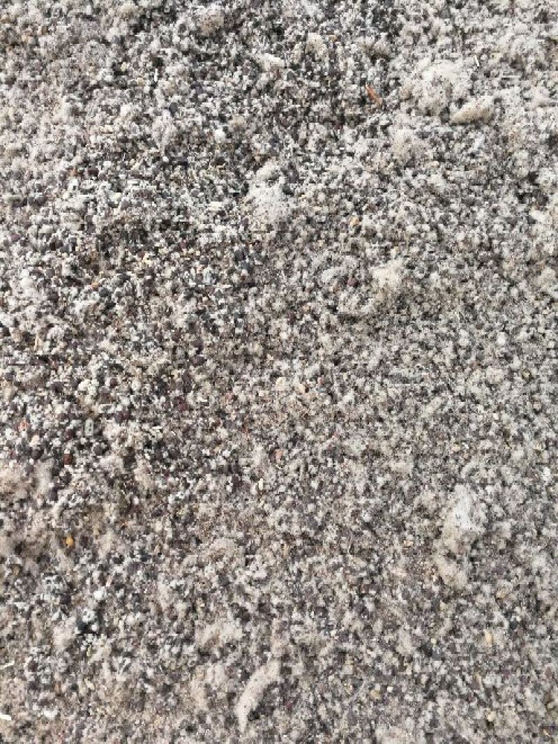 棉籽