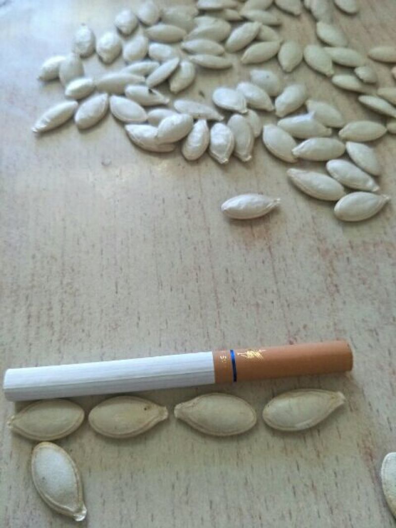 葵花种子