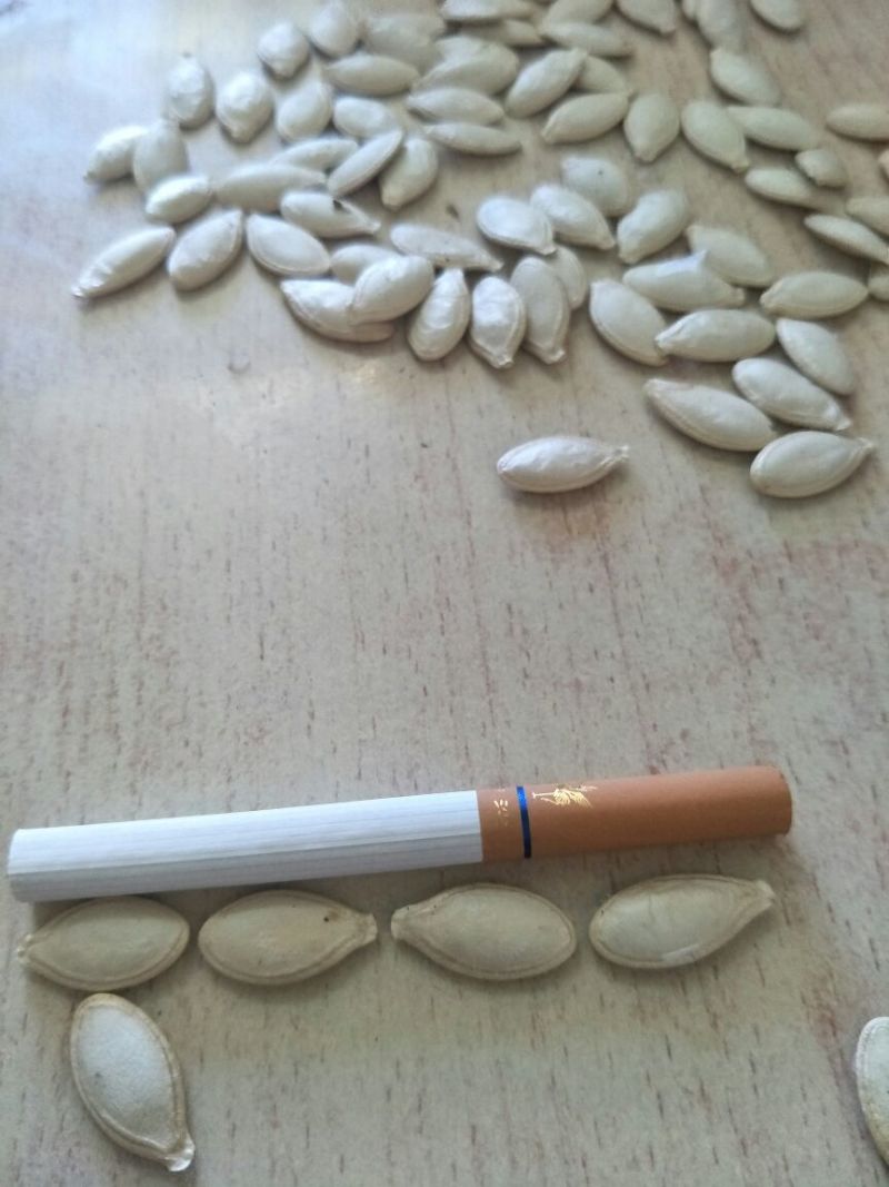 葵花种子