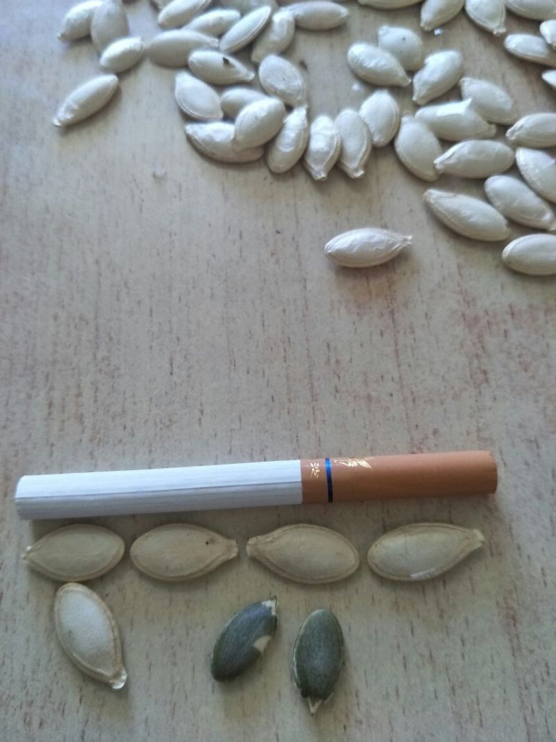 葵花种子