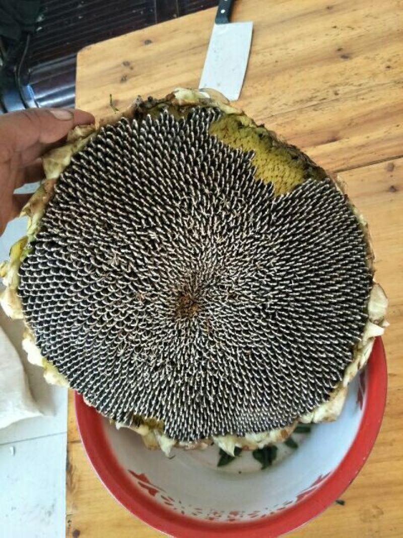 葵花种子
