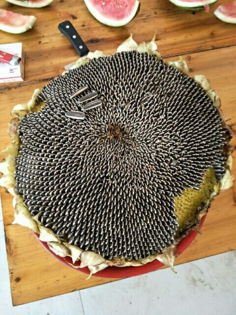 葵花种子