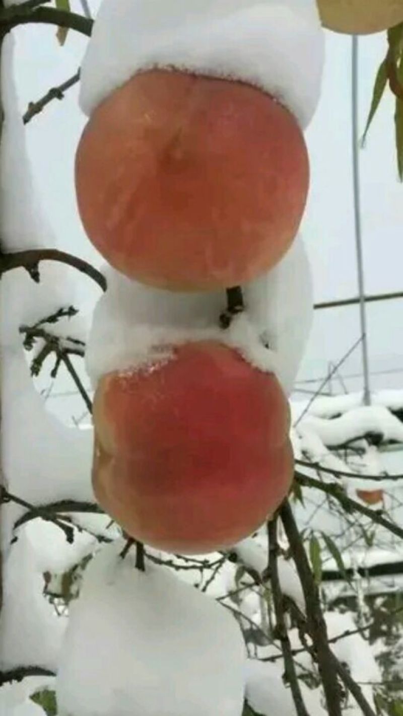 冬桃苗冬雪蜜桃冬雪王桃11月中旬成熟桃树苗当年苗桃苗