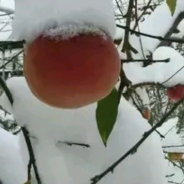 冬桃苗冬雪蜜桃冬雪王桃11月中旬成熟桃树苗当年苗桃苗