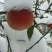 冬桃苗冬雪蜜桃冬雪王桃11月中旬成熟桃树苗当年苗桃苗