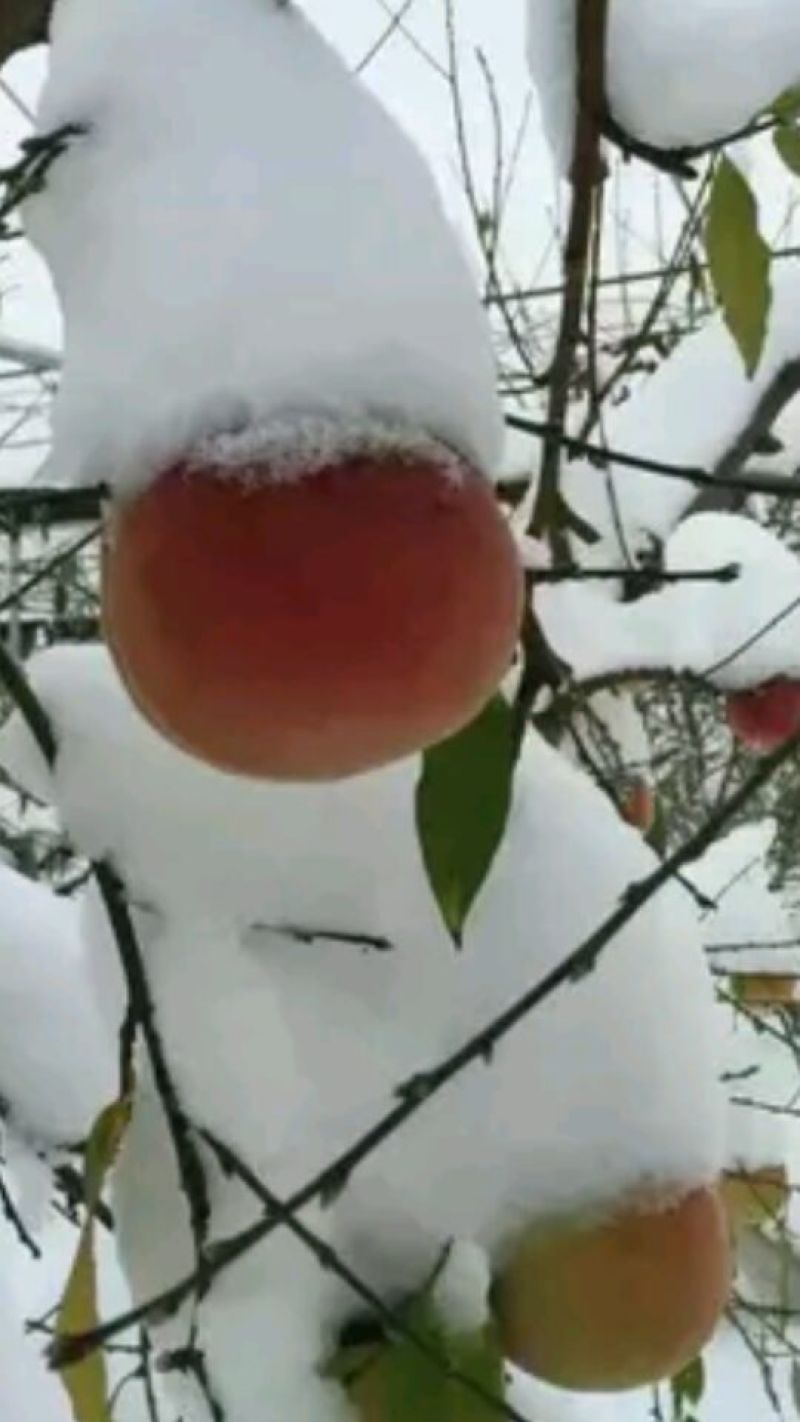 冬桃苗冬雪蜜桃冬雪王桃11月中旬成熟桃树苗当年苗桃苗