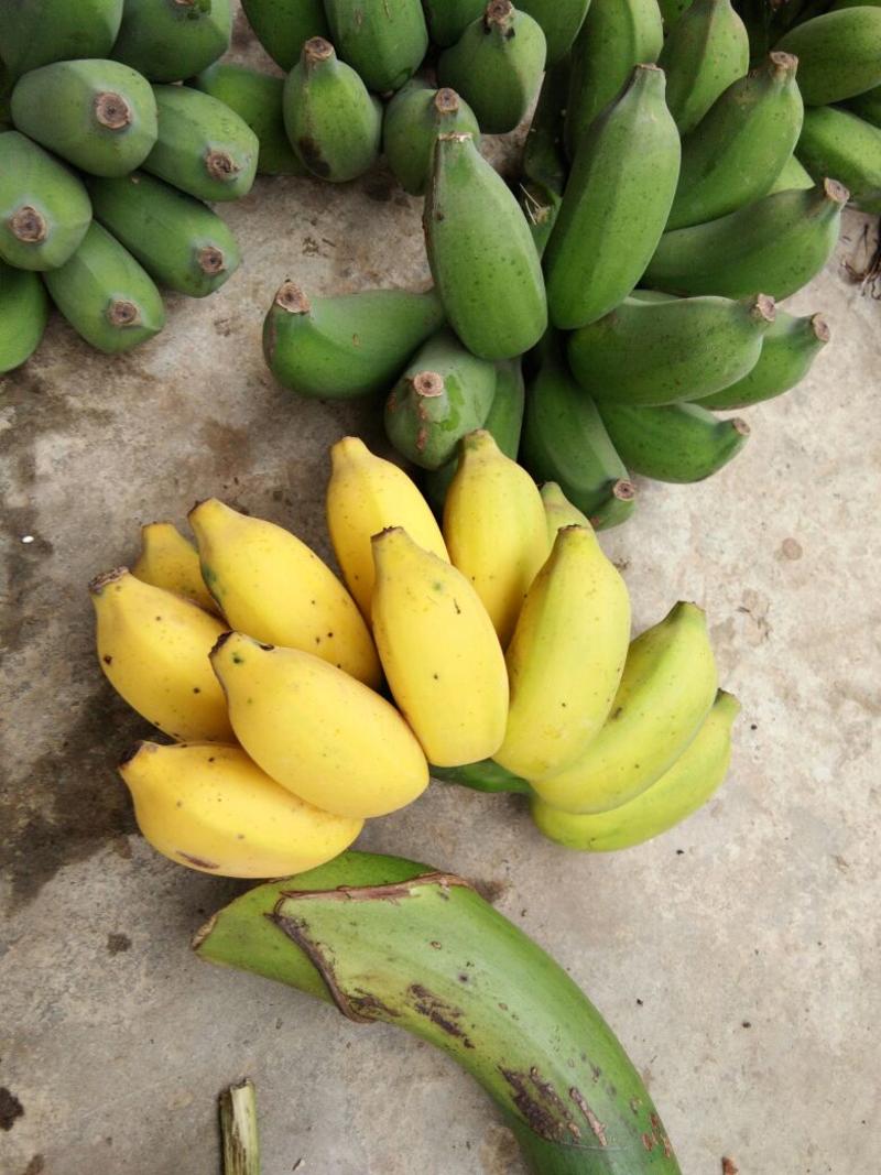 新鲜水果现摘广西小米蕉三斤五斤九斤一件代发