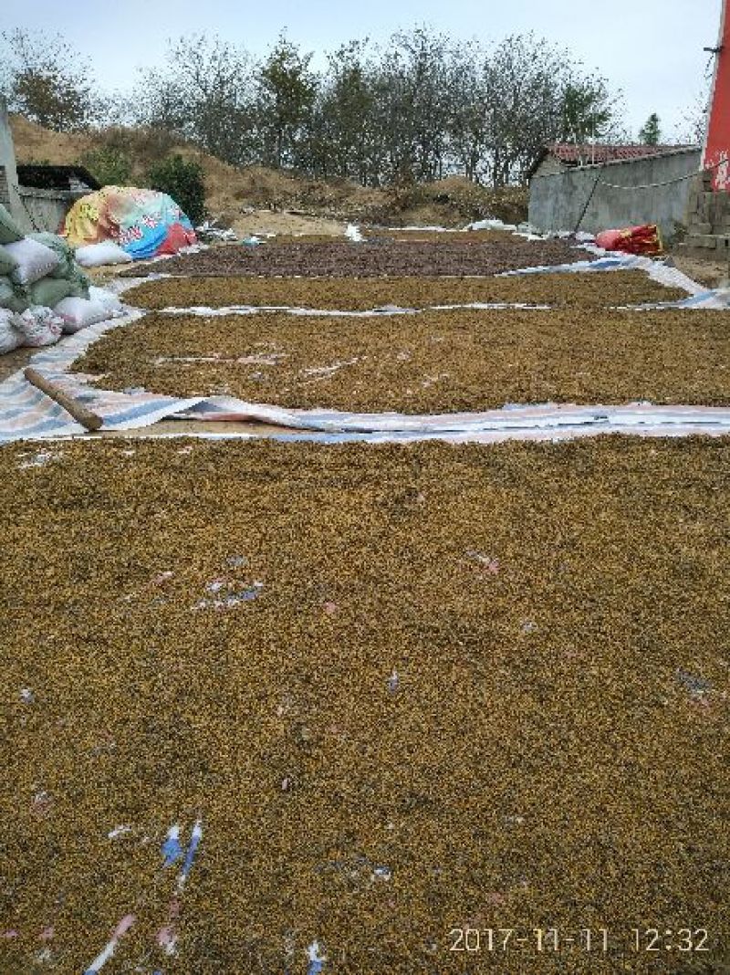 干菊花