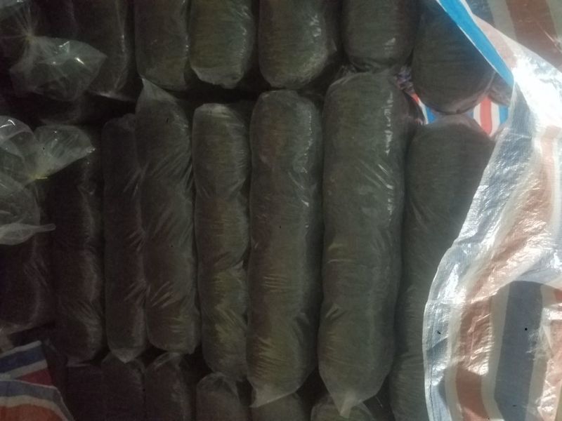 紫菜人工养殖头水