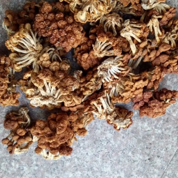 滑子菇干品