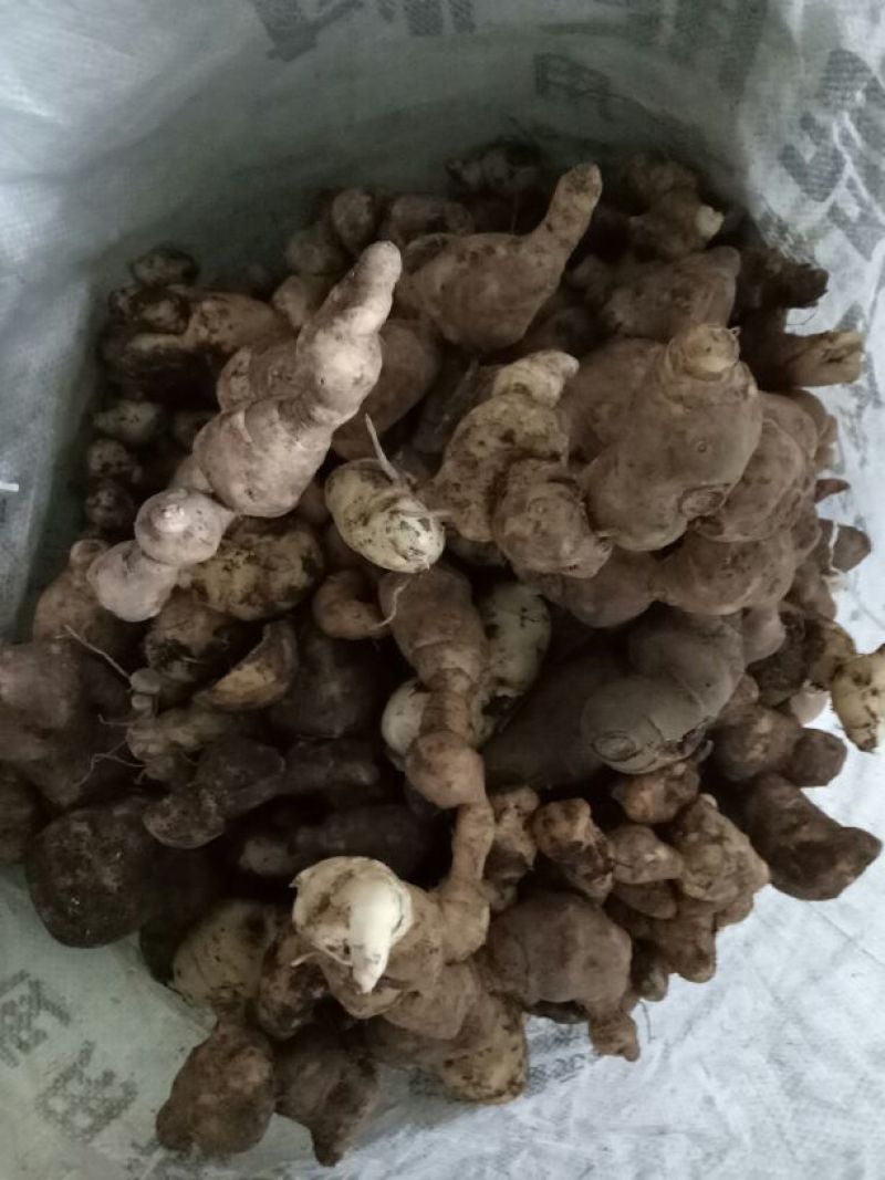 黄精甜统个