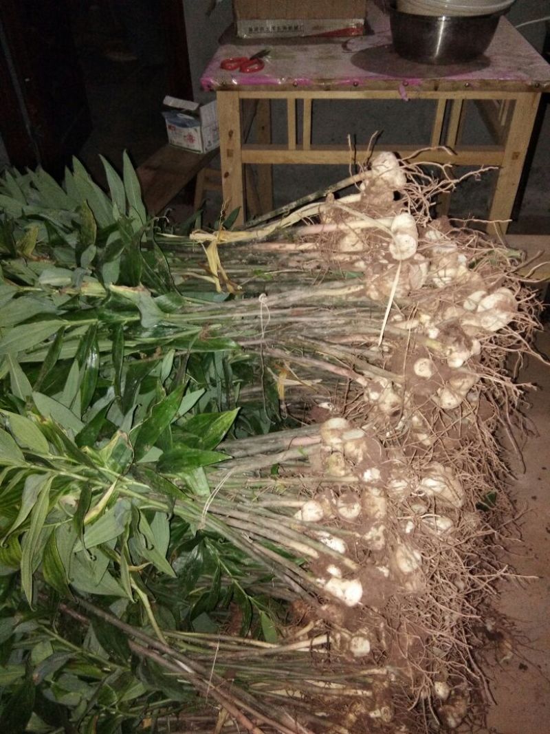 黄精种苗欢迎下单！两千起批！提供技术支持！