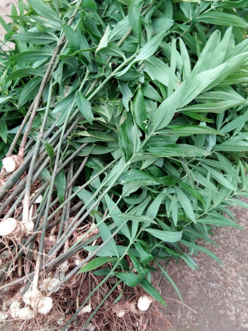 黄精种苗欢迎下单！两千起批！提供技术支持！