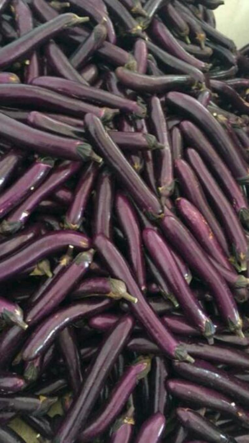 茄子、长紫红茄、烧烤茄、精品茄子现已大量上市中，欢迎订购