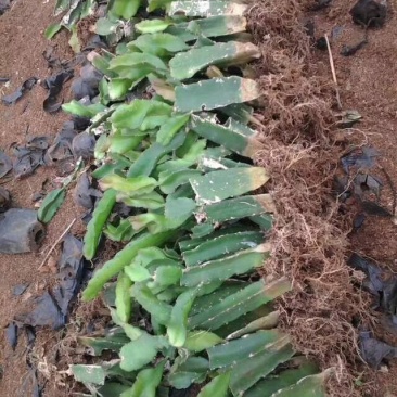 红心火龙果苗10~20cm种苗