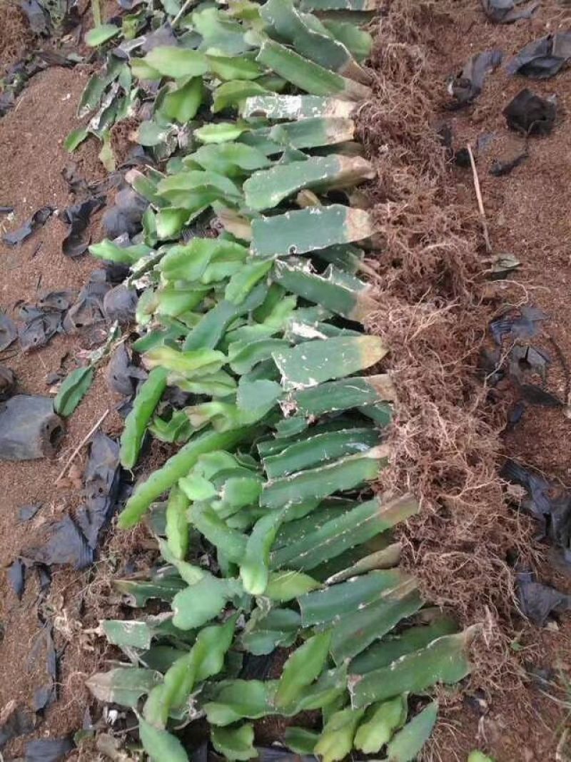 红心火龙果苗10~20cm种苗