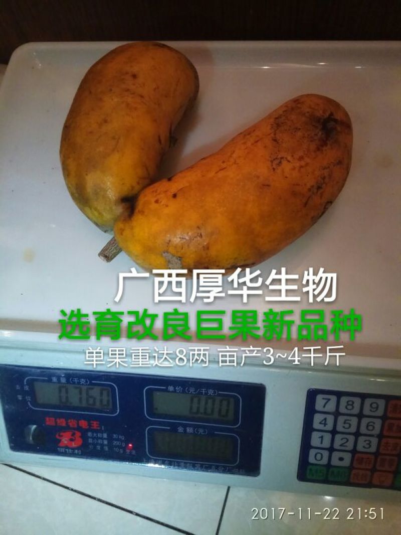 九月黄苗选育改良巨果新品种产量高耐储存耐运输