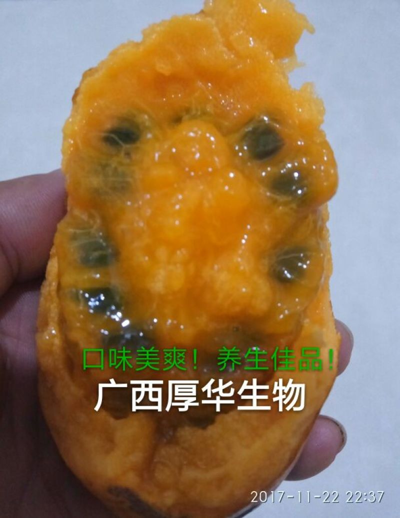 九月黄苗选育改良巨果新品种产量高耐储存耐运输