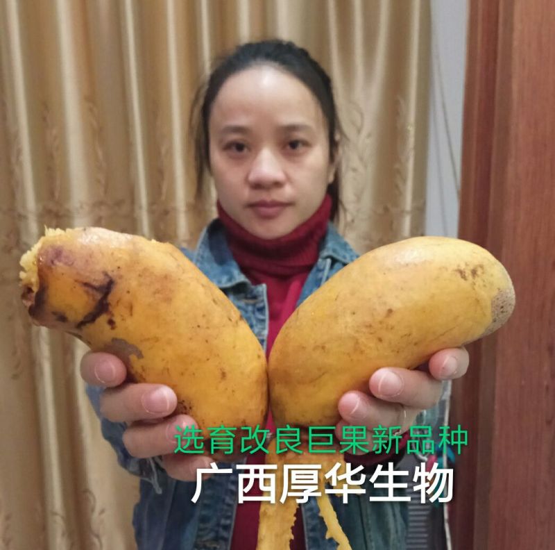 九月黄苗选育改良巨果新品种产量高耐储存耐运输