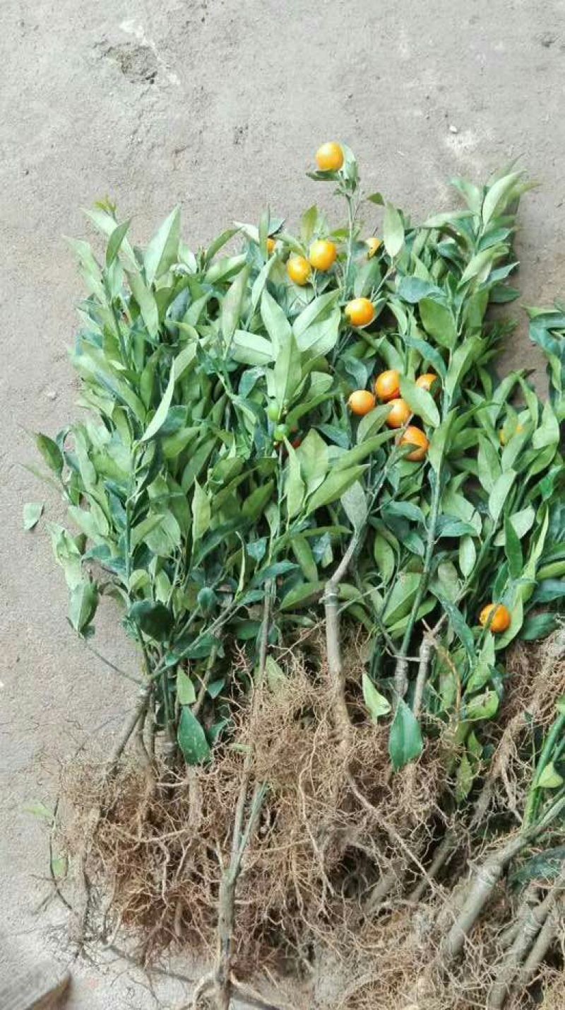 沙糖桔苗沃柑，金秋种植成活率高产量高，死苗包补