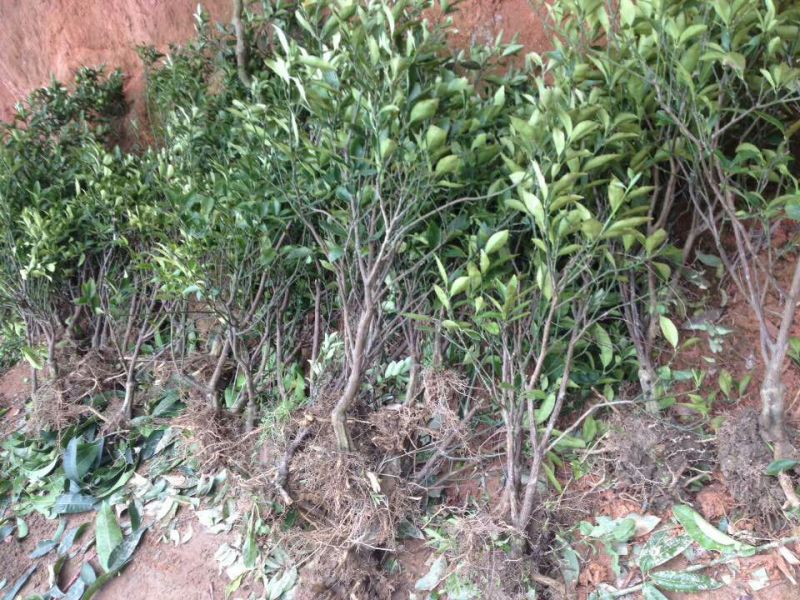 沙糖桔苗沃柑，金秋种植成活率高产量高，死苗包补