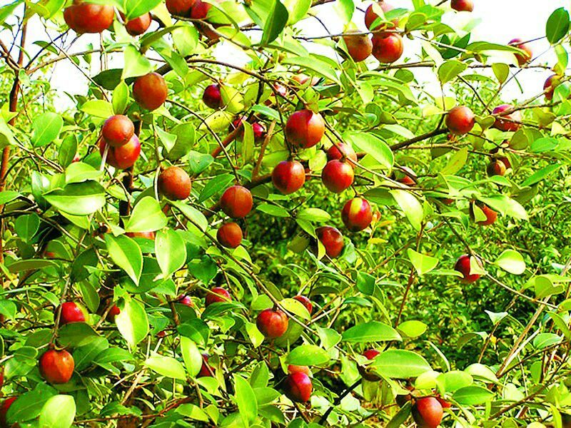 山茶果野生山油茶油
