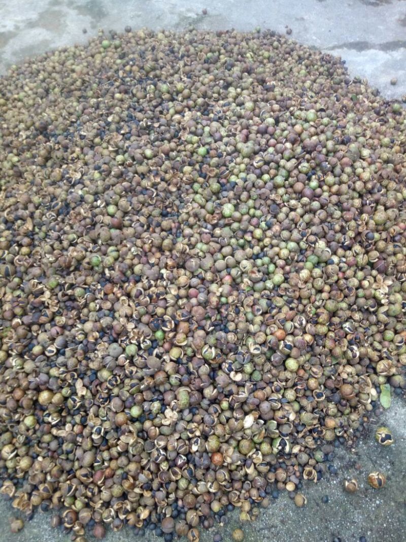 山茶果野生山油茶油
