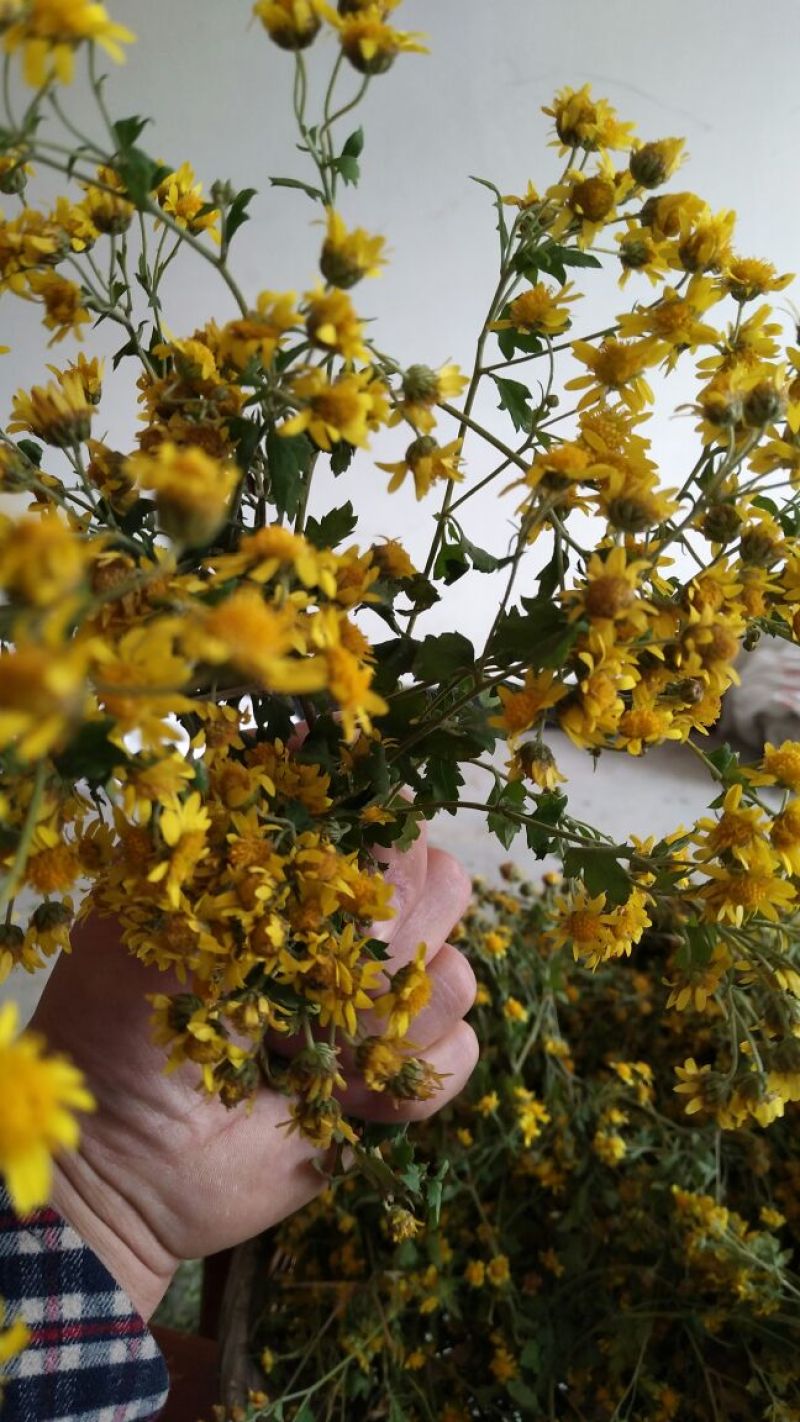 野菊花散装