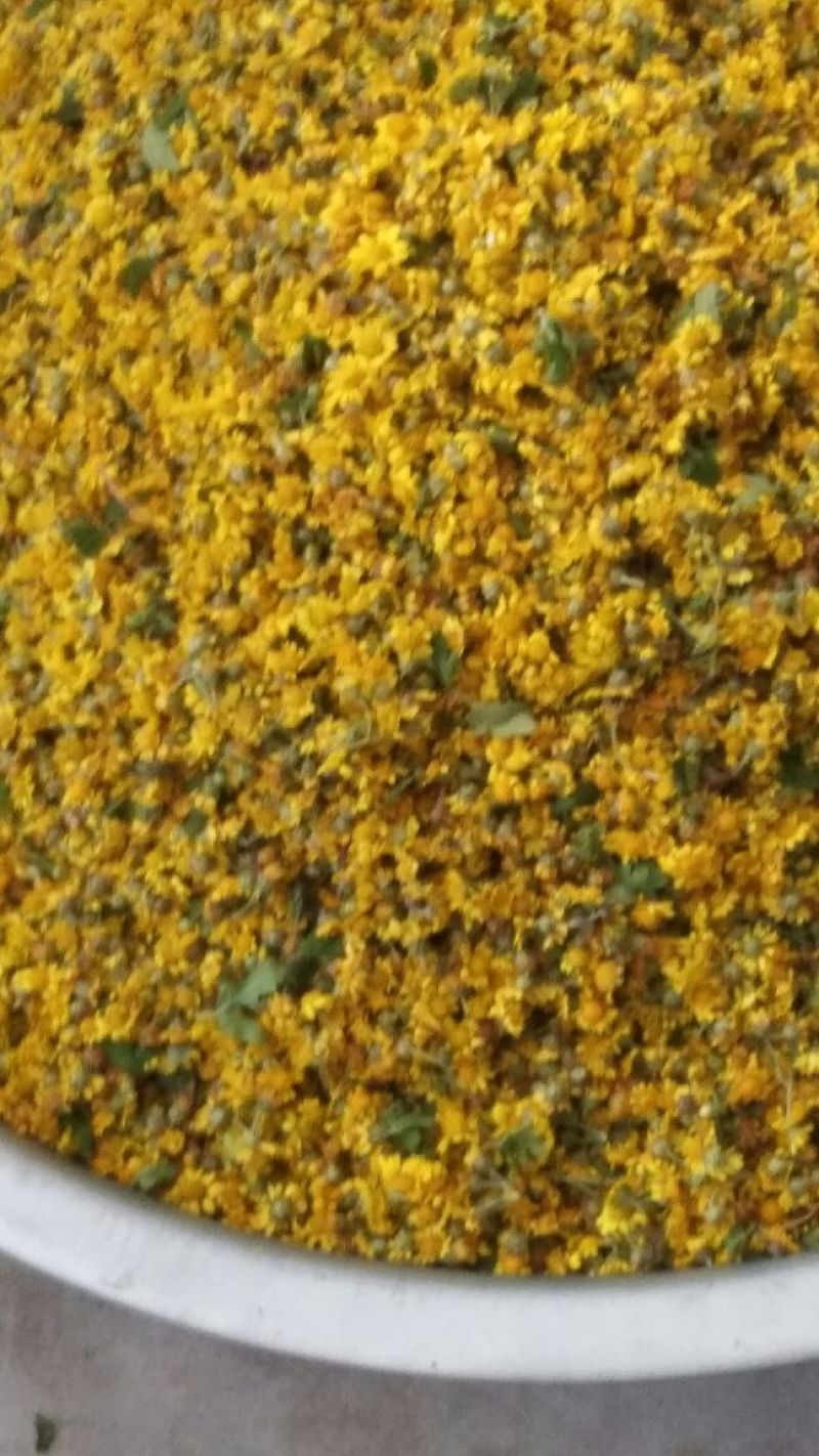 野菊花散装