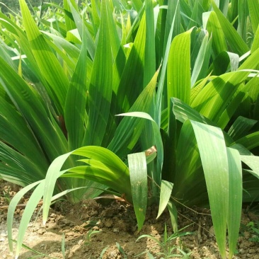 燕尾草