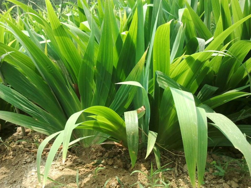 燕尾草