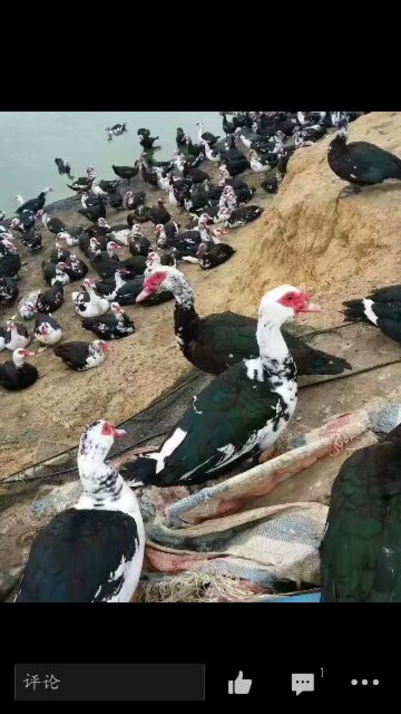 黑鸭