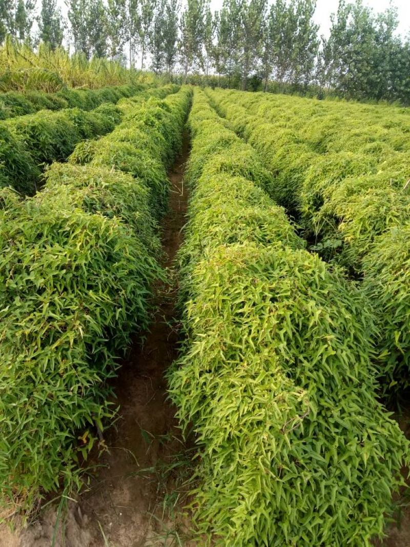 九斤黄山药6~8厘米特级手捡90厘米以上