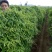 九斤黄山药6~8厘米特级手捡90厘米以上