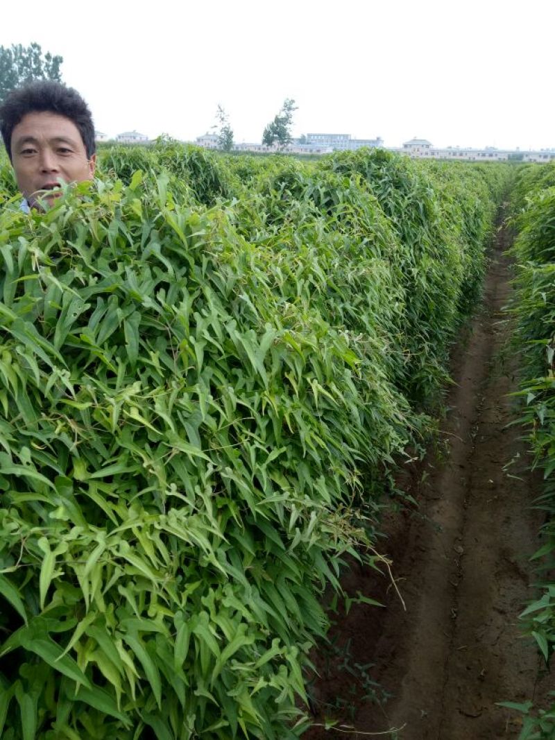 九斤黄山药6~8厘米特级手捡90厘米以上
