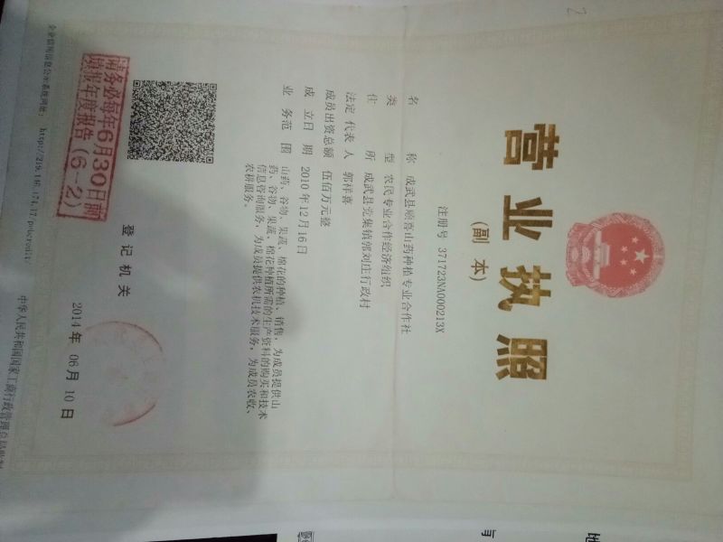 山药苗