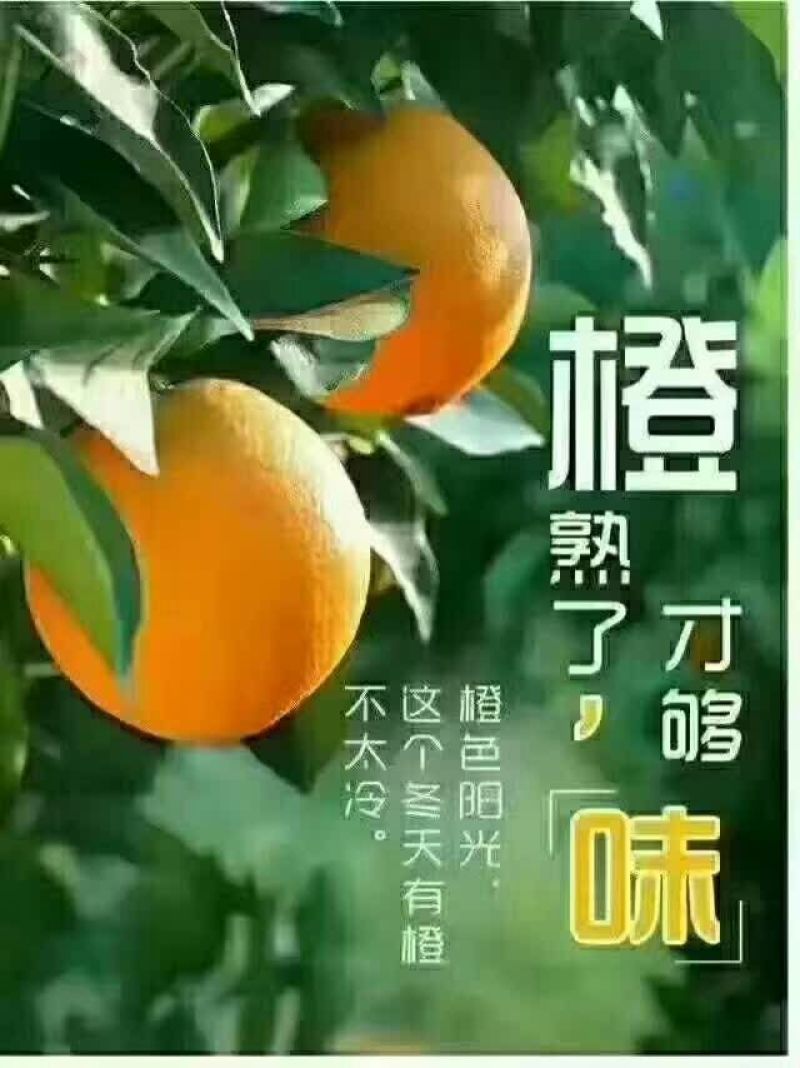 赣南脐橙75~80mm
