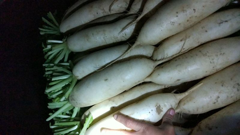 白萝卜2~2.5斤起