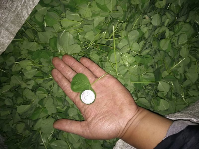 金花菜，草头，颜色漂亮，叶片大，欢迎各位老板联系我