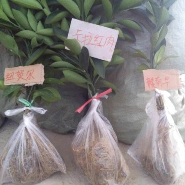 赣南脐橙脐橙树苗30~50cm