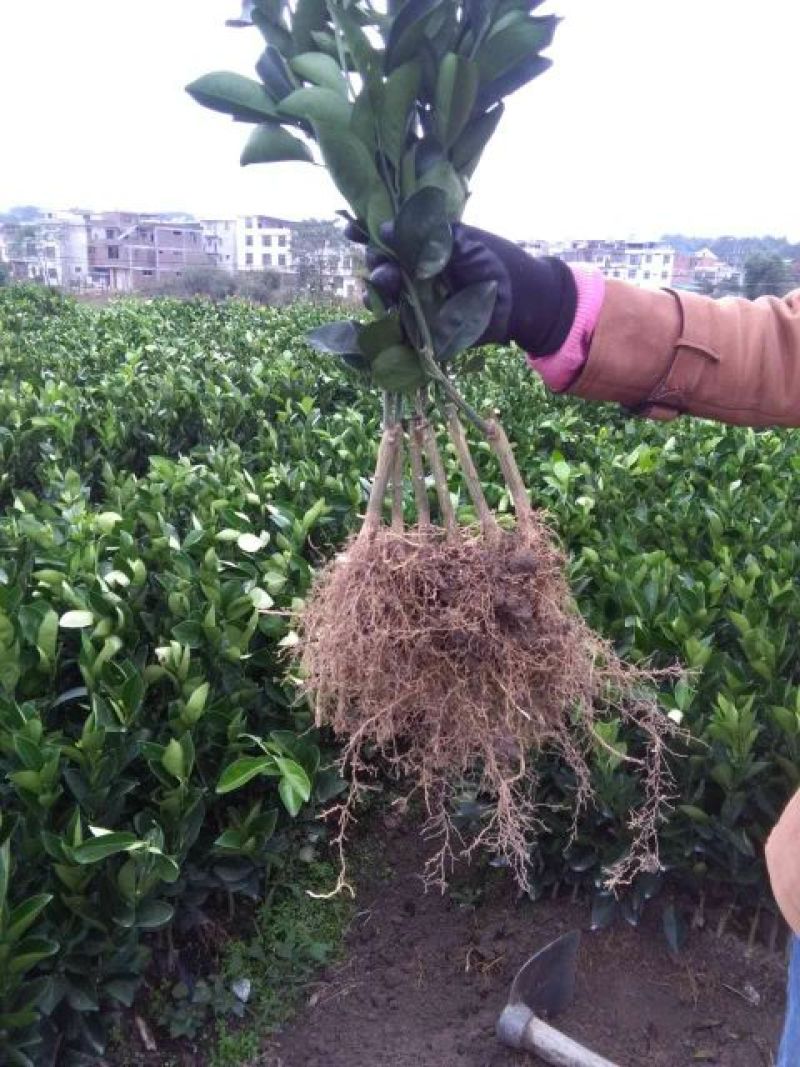 赣南脐橙脐橙树苗30~50cm