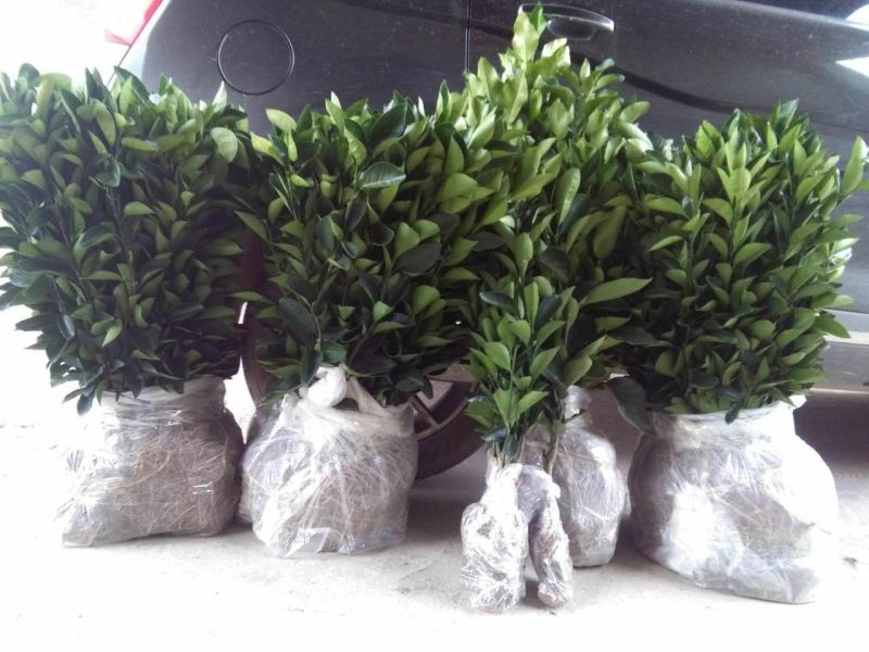 赣南脐橙脐橙树苗30~50cm