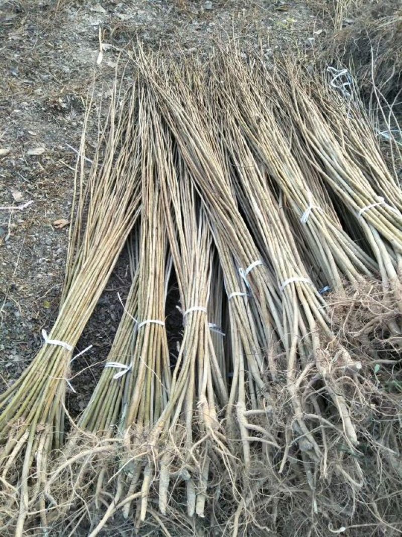紫穗槐价格江苏紫穗槐基地量大从优