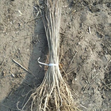 紫穗槐价格江苏紫穗槐基地量大从优
