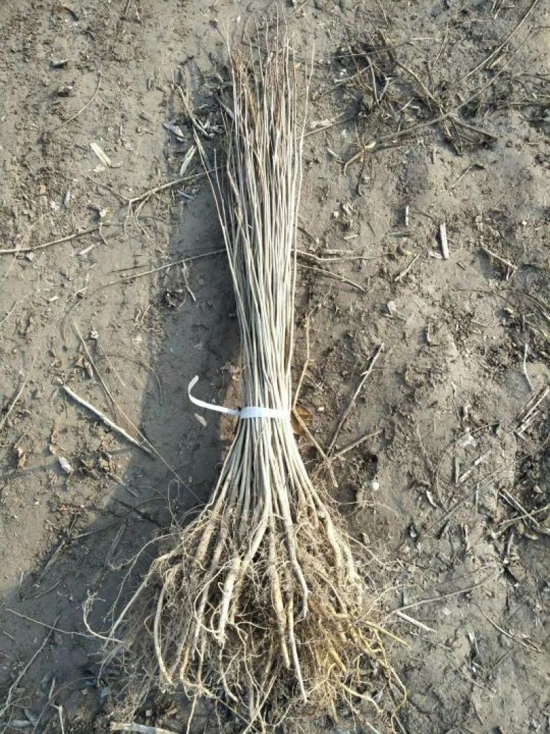 紫穗槐价格江苏紫穗槐基地量大从优