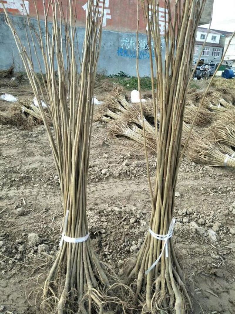 紫穗槐价格江苏紫穗槐基地量大从优