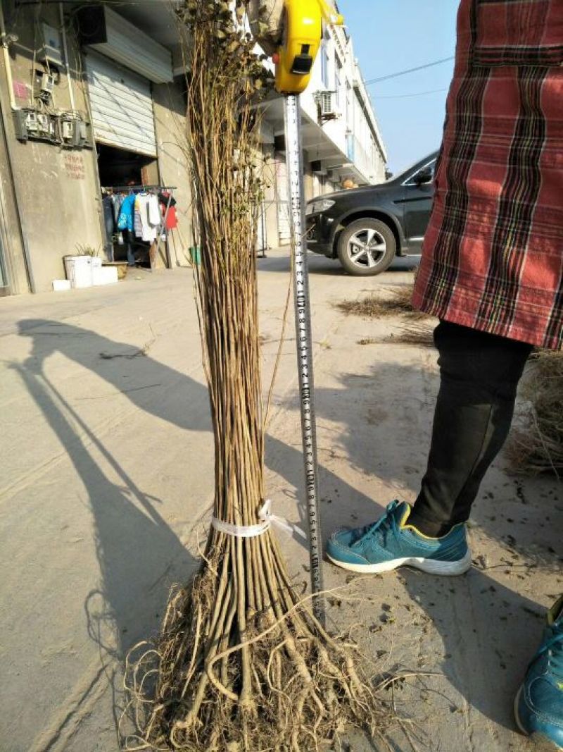 紫穗槐价格江苏紫穗槐基地量大从优