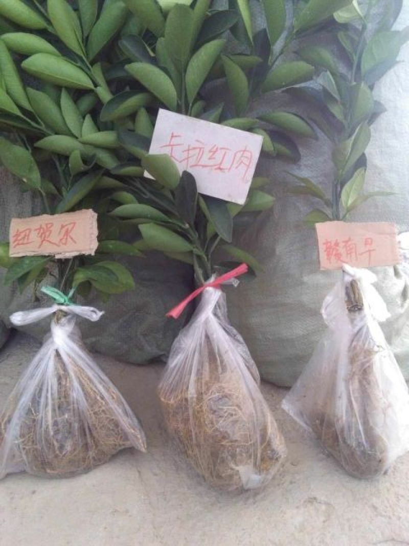 脐橙树苗卡拉卡拉红肉血橙树苗