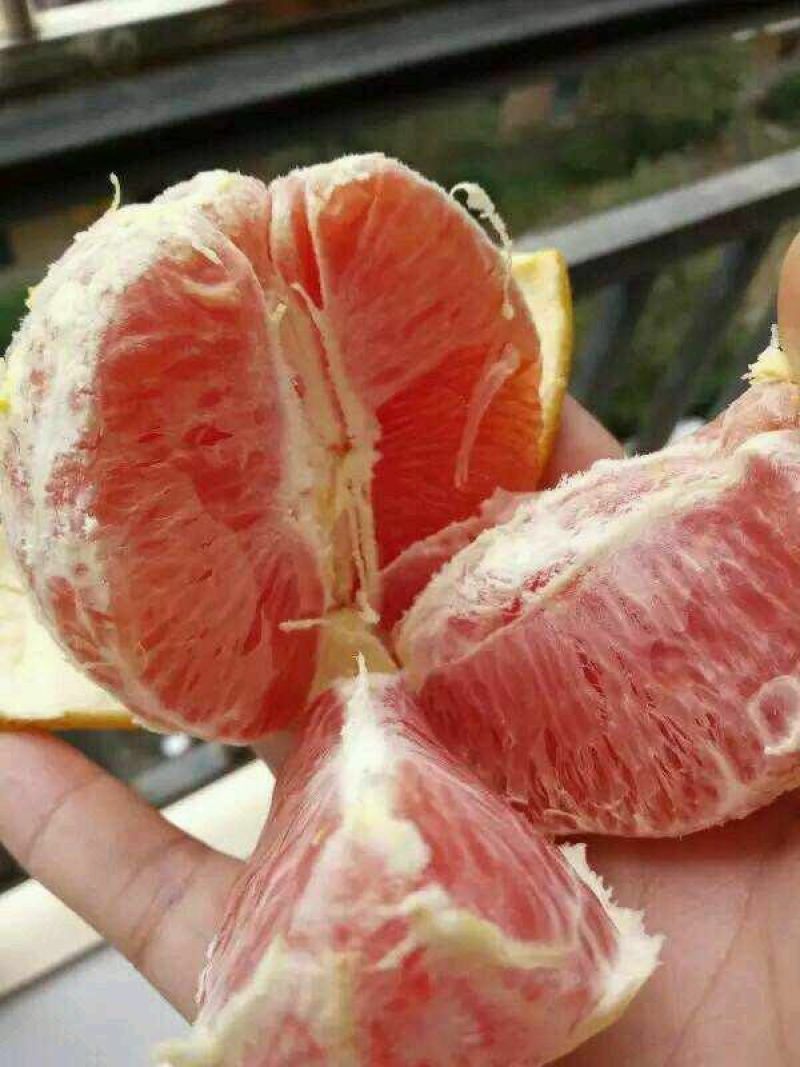 脐橙树苗卡拉卡拉红肉血橙树苗